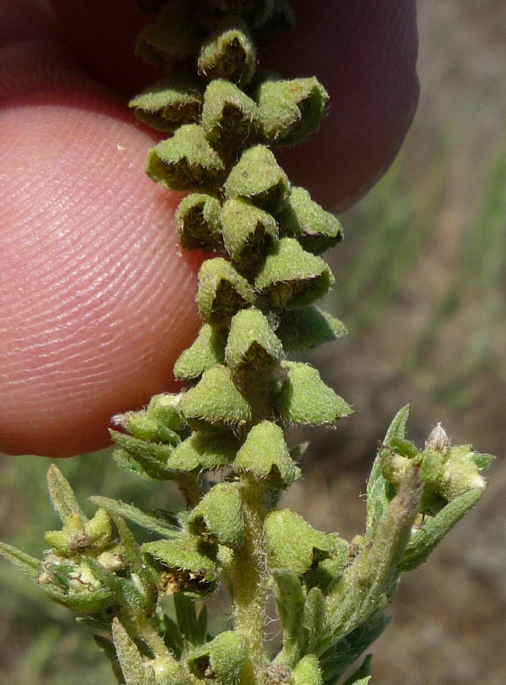 High Resolution Ambrosia psilostachya Flower